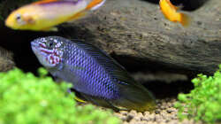 Apistogramma borelli - Männchen