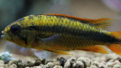 Apistogramma Agazissi Weibchen