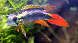 Apistogramma agazzissi red 2