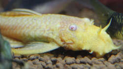 Ancistrus Albino