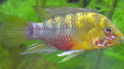 Apistogramma hongsloi