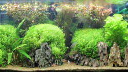 Aquarium_nach_dem-Friseurbesuch