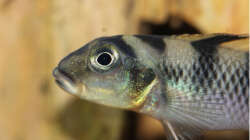 Nanochromis transvestitus Männchen