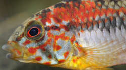 Apistogramma macmasteri
