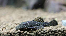 Ancistrus Jungfisch 4cm