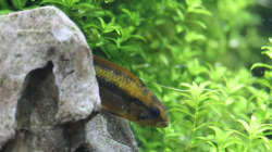 Apistogramma Agazissi Weibchen