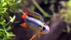 Apistogramma agazzissi red