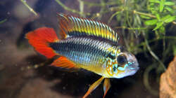 Apistogramma agazzissi red