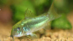 Corydoras sp. Fluorescent Green