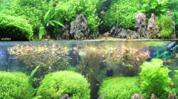 Aquarium nach dem Friseurbesuch