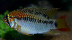 Apistogramma macmasteri Männchen