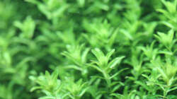 Hemianthus micranthemoides