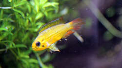 Apistogramma agazzissi red Weibchen