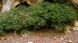 Fissidens fontanus - auf Holz aufgebunden und darunter eine der vielen Unterschlupf