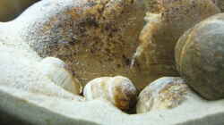 Dekoration im Aquarium Tanganjikatümpel (Nur noch als Beispiel)
