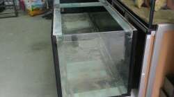 Aquarium Arbeitszimmer - Crytocara moori