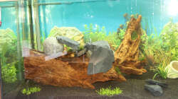 Linker Bereich des Aquariums mit Wurzel und zwei kleinen Gräsern im Vordergrund