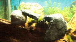 Steine auf der Wurzel