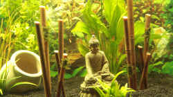 Bambus mit einem Buddha
