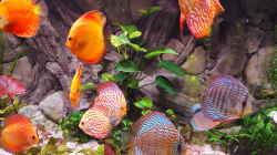 Aquarium Becken 32431