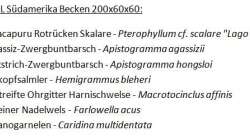 Besatz im Aquarium South Afrika Dream Scape