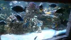 Aquarium Fischsuppe
