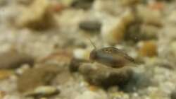 Es ist angerichtet...