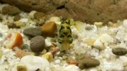 Carinotetraodon travancoricus