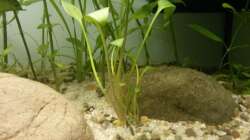 Glänzender Wasserkelch