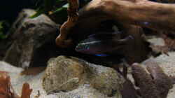 pelvicachromis sacrimontis `male`