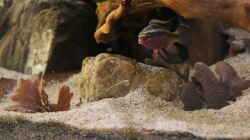 pelvicachromis sacrimontis `male`
