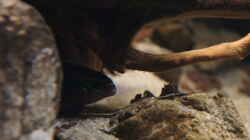 Besatz im Aquarium Kongo River