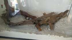 Das Aquarium mit eingebrachten Wurzeln