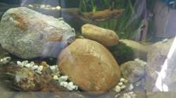 Vallisneria Spiralis