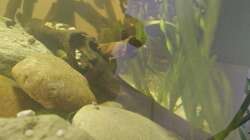 Vallisneria Spiralis