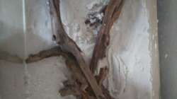 Ansicht des Aquariums in der Top-Down Perspektive