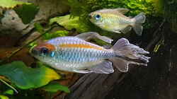 Blauer Kongosalmler Männchen und Weibchen