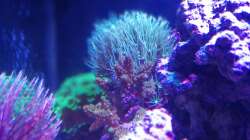 Besatz im Aquarium Riff