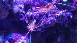 Besatz im Aquarium Riff