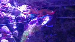 Besatz im Aquarium Riff