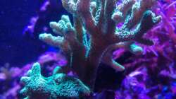 Seriatopora caliendrum