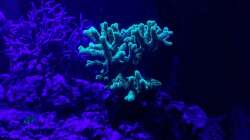 Besatz im Aquarium Riff