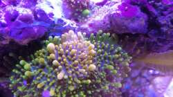 Besatz im Aquarium Riff