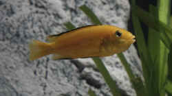 Labidochromis Caeruleus Weibchen