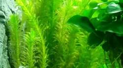Wasserpest