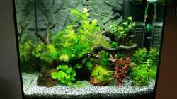 Aquarium Angie und Roberts Unterwasserwelt