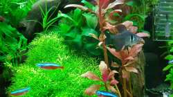 Besatz im Aquarium Angie und Roberts Unterwasserwelt