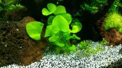 Pflanzen im Aquarium Angie und Roberts Unterwasserwelt