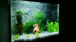 Aquarium nach Start