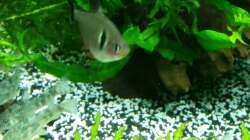 schwarzer Phantomsalmler